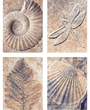 Fosílie (4 obrazy v balení 18 x 24 cm)